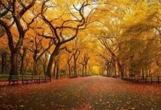 詹姆斯NBA歷(lì)史(shǐ)得(dé)分榜登顶篮球传奇不朽